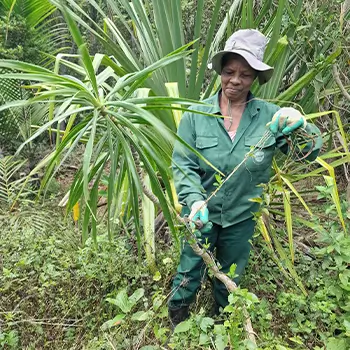 Maintence weeding 2-5 years