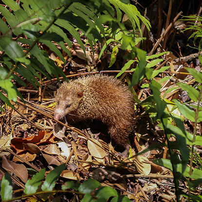 Small tenrec among green foliage.